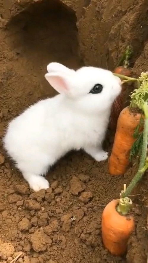 原来兔子喜欢吃蔬菜,不只是喜欢胡萝卜,涨见识了 