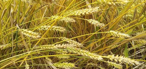 小麦还没成熟就被收割,1斤卖8元,亩产值可以超万元,值得推广吗