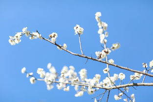 三生三世十里梅花林 拍照穿搭 拍照姿势 构图