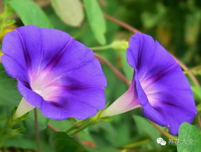 100副牵牛花,原来可以这么美 可以写生用