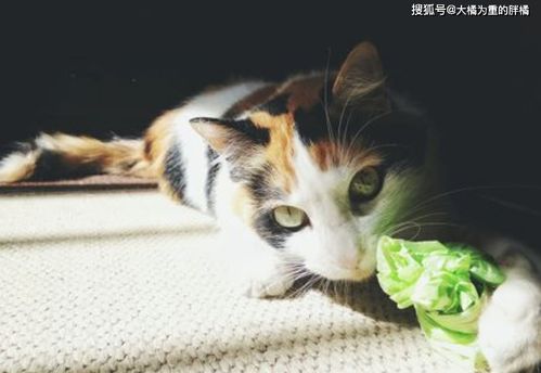 猫咪为何爱咬纸箱和塑料袋 皆因3个原因导致,不错的 猫玩具