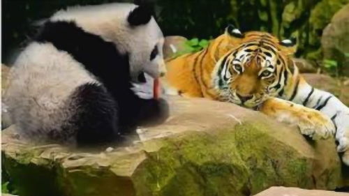 为什么老虎和狮子从不会袭击大熊猫,听完大熊猫古代的名字就懂了 