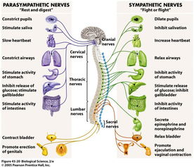 副交感神经是指的什么器官（副交感神经包括什么）