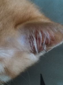 为什么我家猫鼻子 还有耳朵有黑色的东西 如下图 