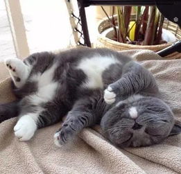 这只日本小短腿猫咪,虽然腿短但却喜欢用这个姿势睡觉,要被萌炸...