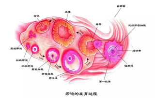 卵泡发育不良怎么办 这样做能有效提高卵泡质量