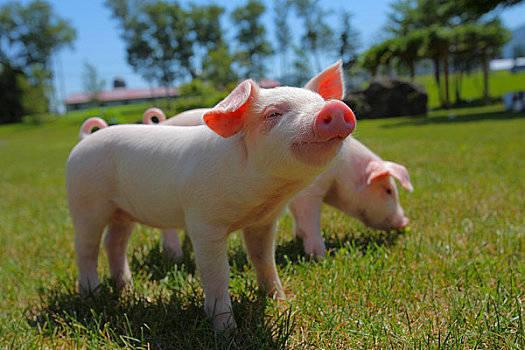 最新猪价是多少 2020年4月5日全国各省份生猪价格表