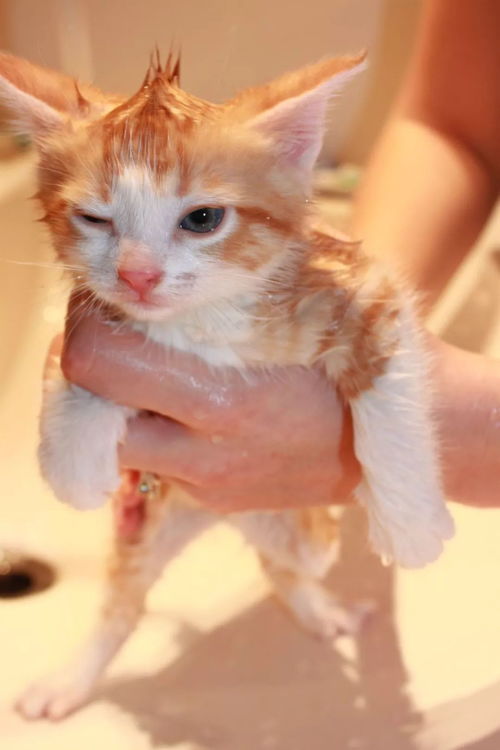 别再逼猫洗澡了,脏的不是猫,是你家 