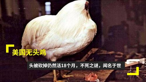 美国无头鸡麦克不死之谜,鸡被砍下脑袋后存活了18个月 
