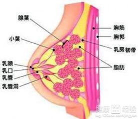 乳腺癌患者能吃韭菜么