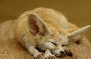非洲最小犬科动物,其实并非是狗,而是一种叫做沙漠狐狸的非洲狐