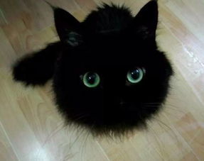黑猫不吉利 11 个理由告诉你养黑猫是一件很酷的事 