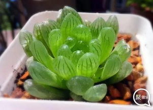 2017鸡年春节,家里养什么植物最旺财 