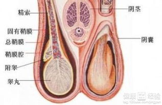 睾丸扭转的原因是什么呢