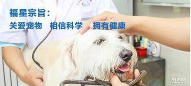 武汉福星动物医院,您身边的宠物医生