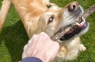 为什么狗有时候会对主人很凶,会呲牙,甚至有时候会给主人咬一口