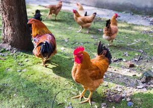 养鸡如何高效利用饲料 附夏季养鸡高温性疾病的防治 