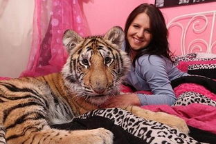 美女把老虎当宠物养,长大后老虎和她睡一张床