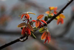 农历3月安床吉日(农历3月安床吉日)