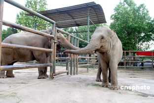 北京动物园大象 丽娅 喜嫁济南 