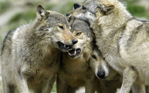 狼碰到婴儿时为何不吃掉,反而抚养长大 与它们的习性有关