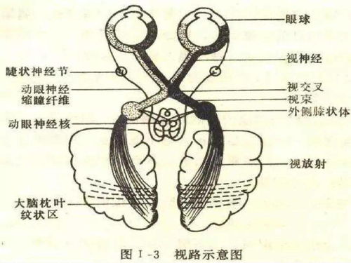 36张眼科基础解剖图集