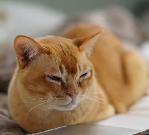 橘猫 暹罗猫 布偶猫 英短等四种性格温顺的猫咪,你最喜欢哪种