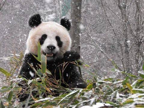 2020年最冷知识 中国有两种大熊猫,一种像熊,一种像猫