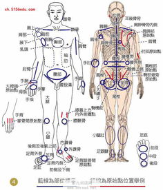 身体各部位的名称与图 表情大全