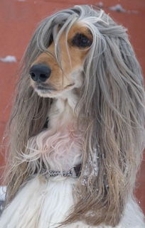 它获称 世界上最漂亮的狗,一身光泽的毛发 高贵 如 女王