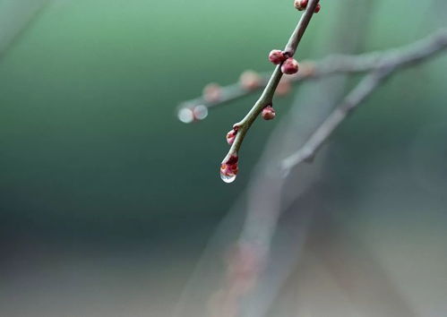 冥冥甲子雨全诗解释