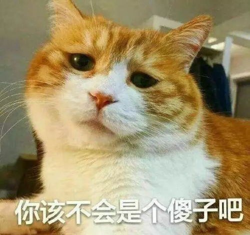 人类学猫 喵喵叫 的时候,猫们都在想什么 你可能搞错了