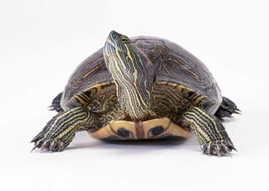 乌龟动物世界海龟地球生物摄影素材图片 模板下载 1.59MB 其他大全 其他 