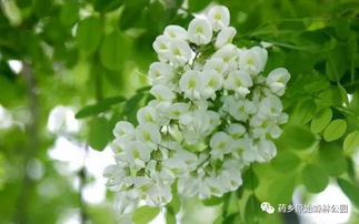 药乡首届万亩槐花艺术节18日惊艳开场 这个周末一起去摘槐花去