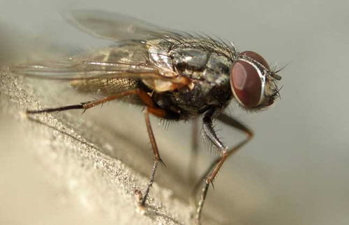 新型冠状病毒会通过蚊子苍蝇传播吗 四 五月份会不会比较危险