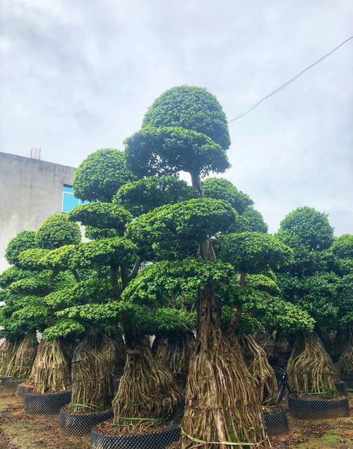 心葉榕花語?(五年級上冊鳥的天堂全解?