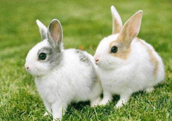 1987年属兔的一般都有哪些特征 