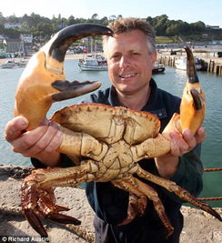 英男子捕获 巨无霸 螃蟹 蟹钳比人手大 