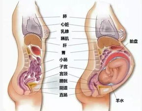 孕期的10个月,每个月都会遇到的问题 