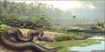佛罗里达湿地成蟒蛇天堂 