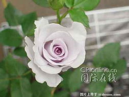 十大最稀有的玫瑰花品种 最稀有的玫瑰品种