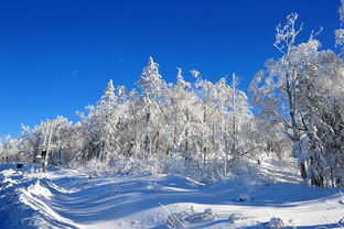 六月的雪(六月的雪读后感350字)