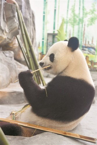 关于熊猫和竹子的诗句