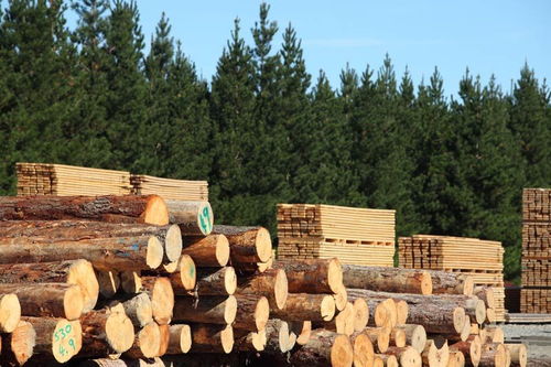 美国木材价格重回七个月新高 2022上半年仍有上涨趋势