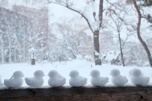 北海道旅拍 胶片里的雪の国