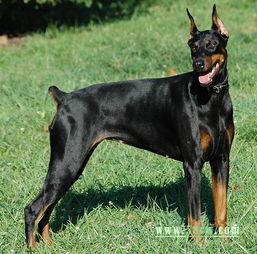 有一种黑色的大型犬,很瘦很大 腰部是弧线形 叫什么名字 