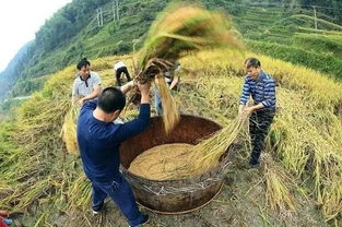 又到宣威卖 烤烟 季节,今年你家烟能卖多少钱