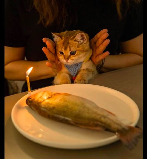 主人给猫咪买了一条大鱼当生日蛋糕,它有些懵了 我可以吃的吗
