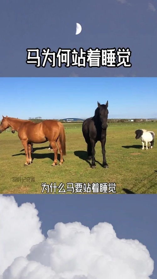 为什么马要站着睡觉 