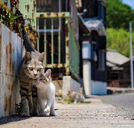 日本著名 猫岛 发生投毒事件 猫咪锐减仅存30只